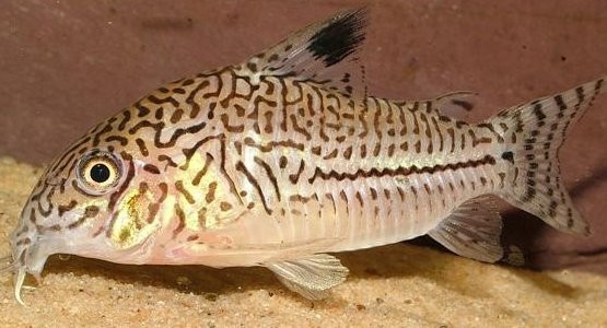 Corydora5